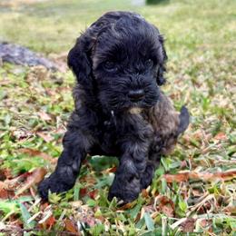 Lottie Moon - Sable female Cockapoo puppy in Tallahassee, Florida from Panhandle Pups