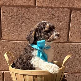 Nash - Parti male Labradoodle puppy in St George, Utah from Terra's Swann's Kennels
