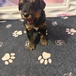 Mclovin - Black tri-color male Assorted Doodle Crosses puppy in Bedford, Pennsylvania from Dans Doodlez