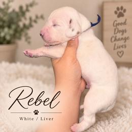 Rebel - White and liver brown male Dalmatian puppy in Toledo, Ohio from Exquisite Dalmatians & Standard Poodles