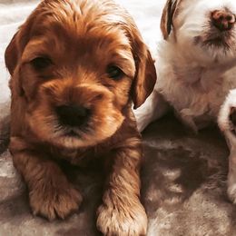 Cockapoos from Puppies for you