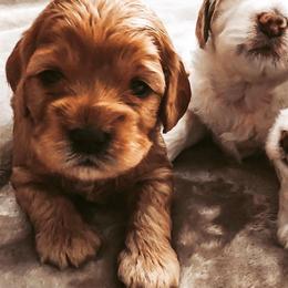 Cockapoos from Puppies for you