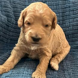 Abilene - Red  female Goldendoodle puppy in New Waverly, Texas from C.P. Puppy Buddies