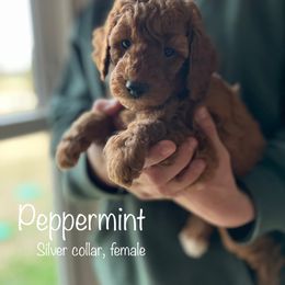 Poodle Puppies from Beltane Bonnies