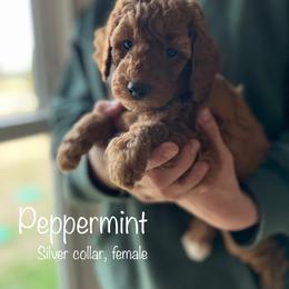 Poodle Puppies from Beltane Bonnies