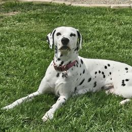 Paisley - Dalmatian