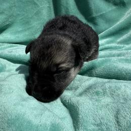 Harley - Black and tan male German Shepherd puppy in Perkasie, Pennsylvania from Twila Ruth Herot