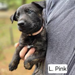Light Pink Collar Female - Gold brindle female Dutch Shepherd puppy in Dallas, Georgia from Bluestone Creek Dutch Shepherds
