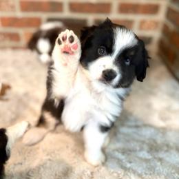 Luke - Black tri male Miniature Australian Shepherd puppy in Stockton, Missouri from Kizmit Farmz