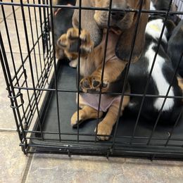 Basset Hound Puppies from Blessed Bassets