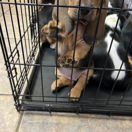 Basset Hound Puppies from Blessed Bassets
