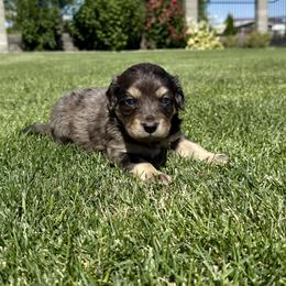 Bernedoodle Puppies from Burbank Bernedoodles