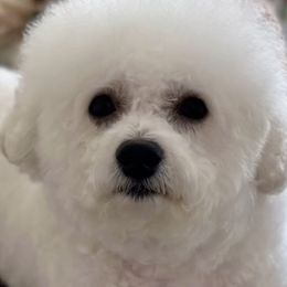 Bichon Frises from Lyudmila Loves Puppies