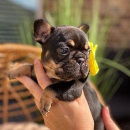 French Bulldog Puppies from Woodlands Frenchies