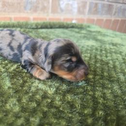 Hiker - Dapple male Dachshund puppy in West Haven, Utah from Doxie Trails LLC