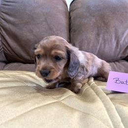 Buttercup - Dapple female Dachshund puppy in Crawford, Colorado from Spotted Doxie Ranch