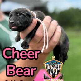 Cheer Care Bear - Sable female German Shepherd puppy in Murrayville, Georgia from Vom Clark’s German Shepherds