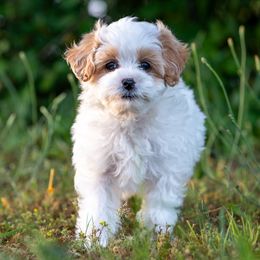 Cavapoos from Franklin Ranch Pups