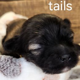 Tails - Brindle male Lhasa Apso puppy in Jefferson, New York from Absolute Lhasa Love