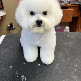 Bichon Frise and Poodle Puppies from Amber's Bichon Frise and Poodles
