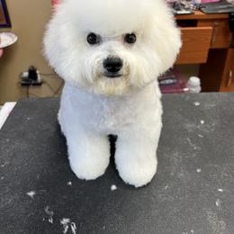 Bichon Frise and Poodle Puppies from Amber's Bichon Frise and Poodles