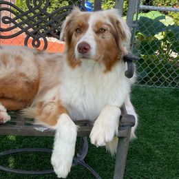 Ruby - Australian Shepherd