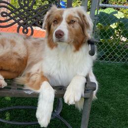 Ruby - Australian Shepherd
