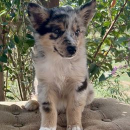 May - Blue merle female Miniature Australian Shepherd puppy in Elkhart, Texas from Donaldson Dogz