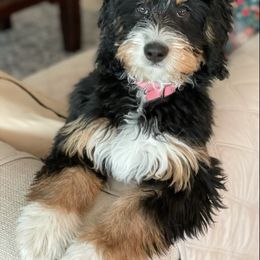 Bernedoodle and Goldendoodle Puppies from It’s A Puppy Thing