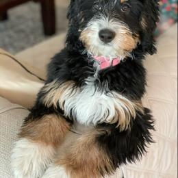 Bernedoodle and Goldendoodle Puppies from It’s A Puppy Thing