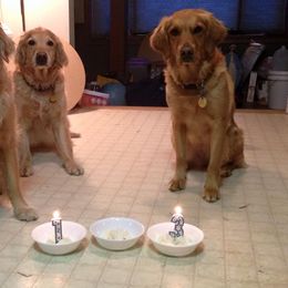 Golden Retriever All Grown Up from Pemberley Retrievers