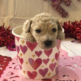 Poodle Puppies from Wild Orchid Poodles