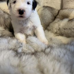 Old English Sheepdog Puppies from O’Leary’s Old English Sheepdogs