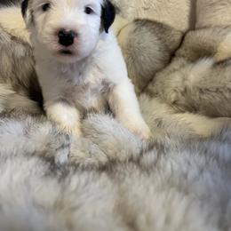 Old English Sheepdog Puppies from O’Leary’s Old English Sheepdogs
