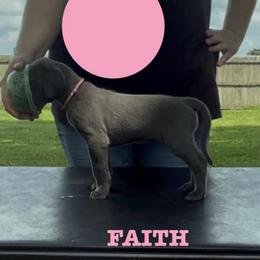 Faith - Blue female Great Dane puppy in Edwardsville, Illinois from Giants and Munchkins