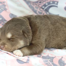 Hazelnut - Red and white female Alaskan Malamute puppy in Independence, Virginia from New River Valley Malamutes
