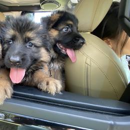 German Shepherd Puppies from Broward Shepherds