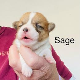 Sage - Red female Pembroke Welsh Corgi puppy in Grenada, California from California Corgi Butts