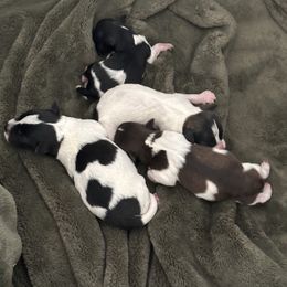 Miniature Schnauzer puppies from Valdez Mini Schnauzers