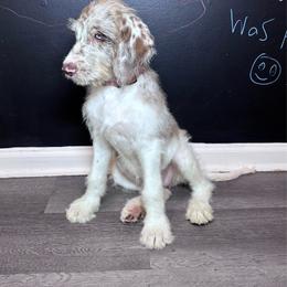 England - Merle female Labradoodle puppy in Kingston, Georgia from CC Familydoodles