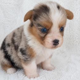 Riley - Blue male Pembroke Welsh Corgi puppy in Beggs, Oklahoma from Blue Diamond Corgi’s