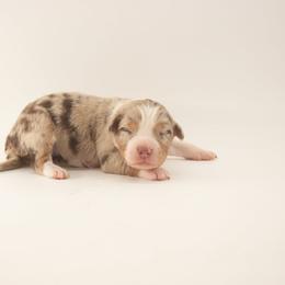 Chick - Red merle female Australian Shepherd puppy in Placerville, California from BFF Aussies