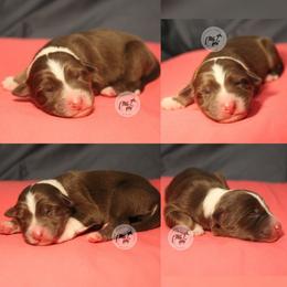 Elita-1 - Red tri-color female Australian Shepherd puppy in Colorado Springs, Colorado from Dawn 2 Dusk Ranch