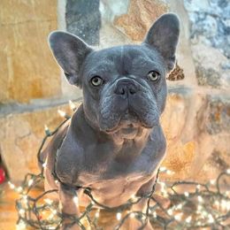 French Bulldogs from Flowers Turkey Creek Frenchies