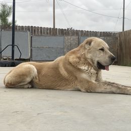 Central Asian Shepherd Dog All Grown Up from Alabaivalley