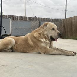 Central Asian Shepherd Dog All Grown Up from Alabaivalley