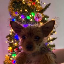 Benny - Black and gold male Yorkshire Terrier puppy in Festus, Missouri from Impeccable Pups