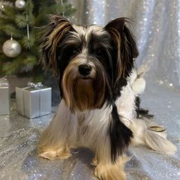 Messi - Black tan and white male Biewer Terrier puppy in Chester, South Carolina from Classic Biewers