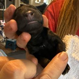 Pink - Fawn sable female Belgian Malinois puppy in Boise, Idaho from Wings of Freedom Retrievers and Malinois