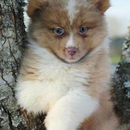 Miss Scarlett SALE 2900 - Lavender female Pomsky puppy in Christiana, Tennessee from Smoky Mountain Pomskies